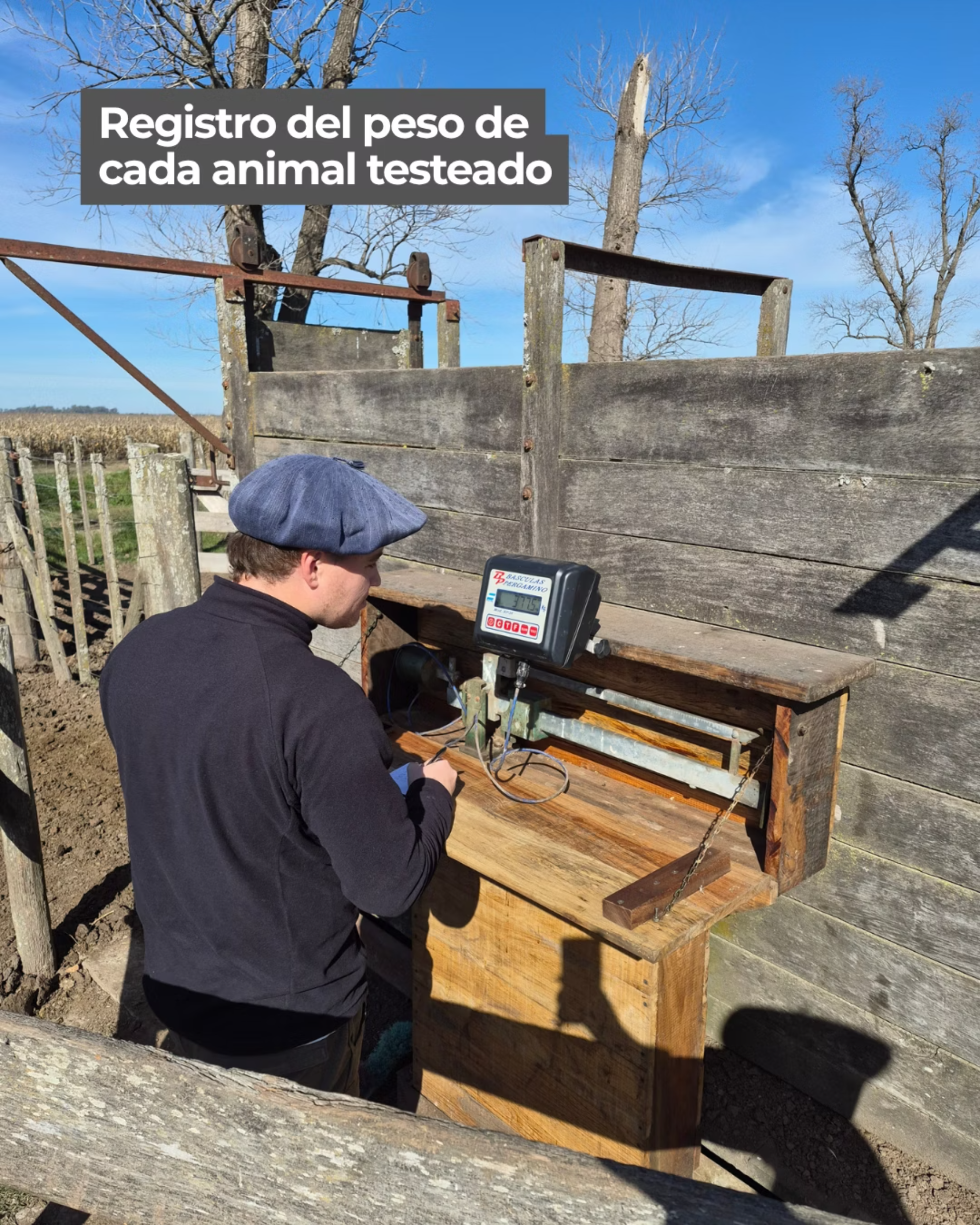 Registro del peso de cada animal testeado