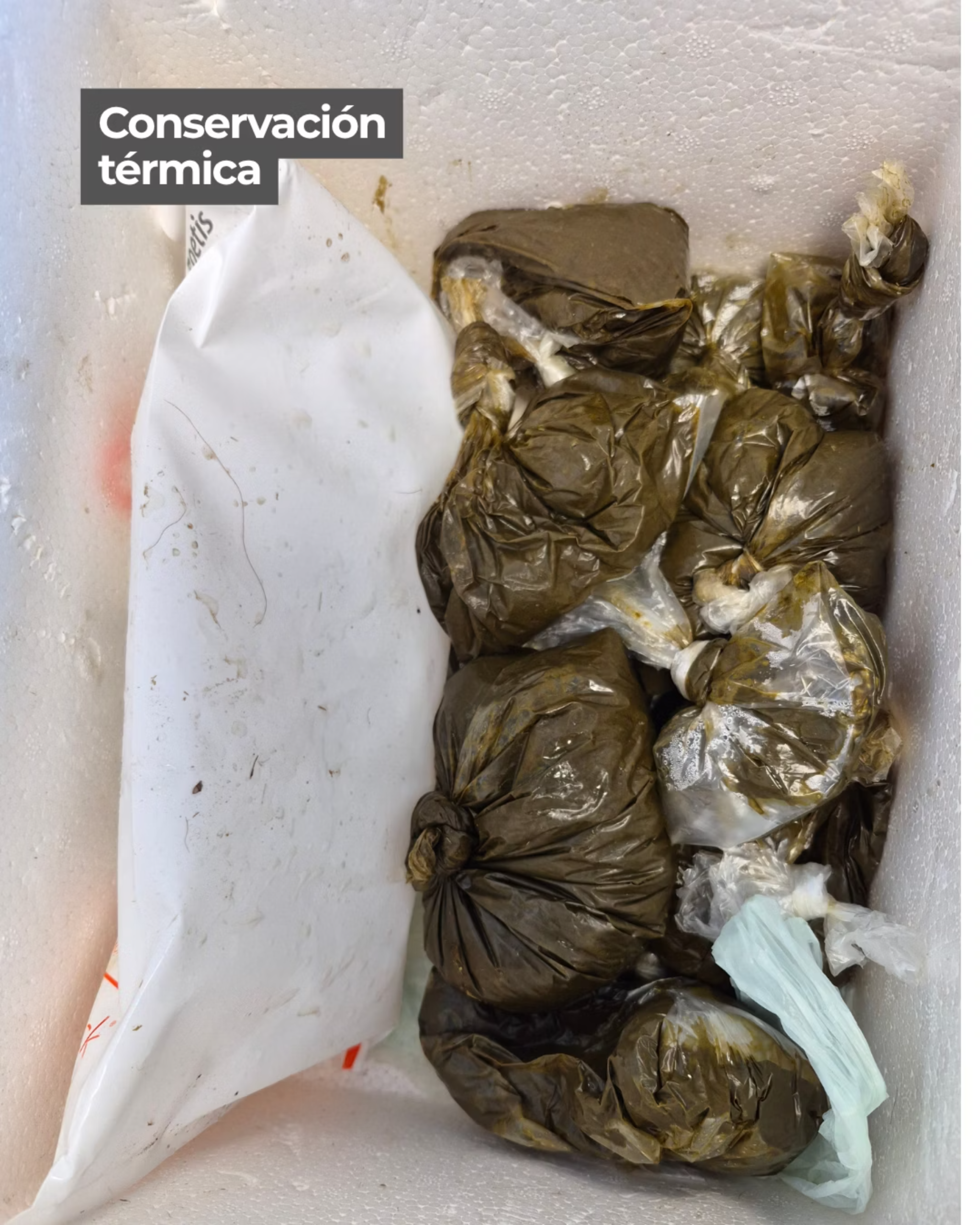 Conservación térmica de las muestras