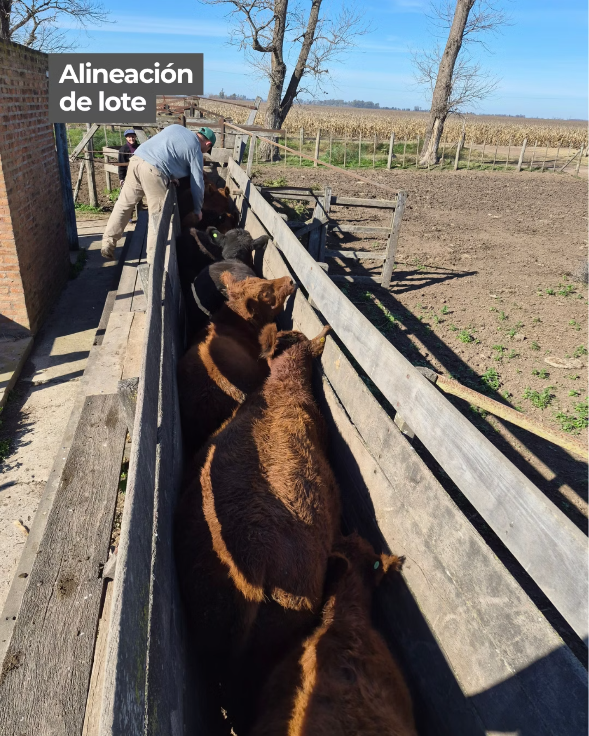 Alineación del lote en la manga