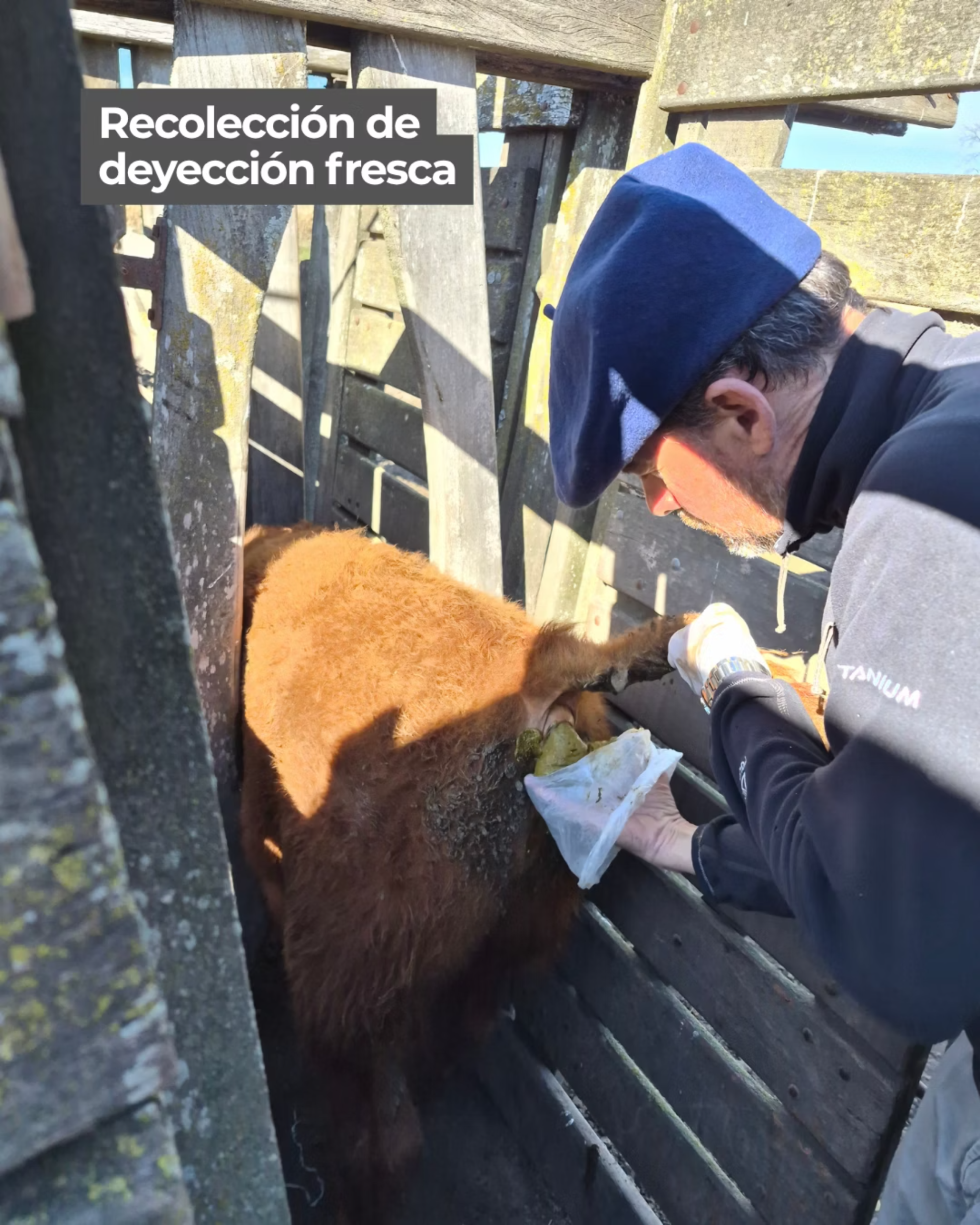 Recolección de deyección fresca